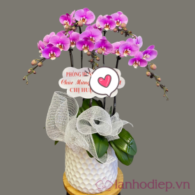 Chậu hồ điệp hồng mừng thọ