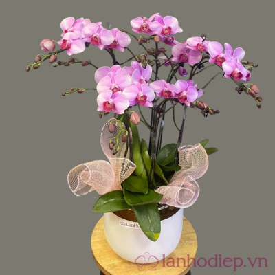 Chậu lan hồ điệp hồng 6 cành lan ho diep hongtim 6c