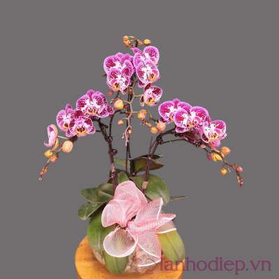 Chậu lan hồ điệp 3 cành xinh xắn lan ho diep ke tim 3canh