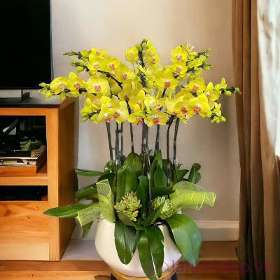 Chậu lan hồ điệp - lộc vàng lan ho diep loc vang 9canh