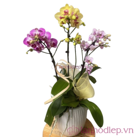 Hoa lan hồ điệp đa sắc – chậu 5 cành