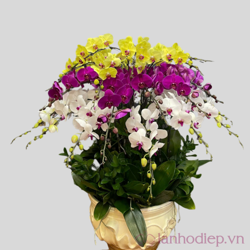 lan ho diep tet 30c