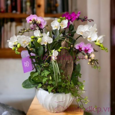 Chậu hồ điệp Tết Đinh Dậu lan ho diep tet