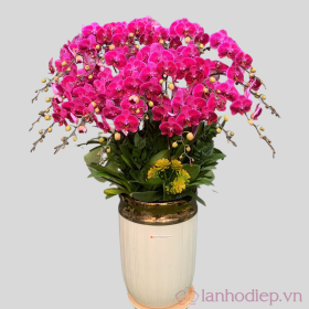 Chậu lan hồ điệp hội nghị tím nhiều cành