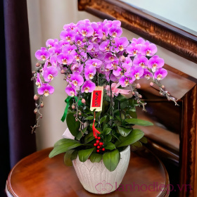 Chậu lan hồ điệp tết đoàn viên