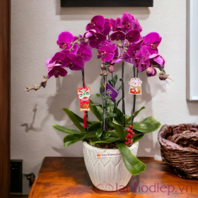 Lan hồ điệp tím mừng khai trương phát tài