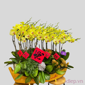Chậu hoa lan hồ điệp Tết thuyền hoa màu vàng 70 cành tài lộc Chậu hoa lan hồ điệp Tết thuyền hoa màu vàng 70 cành tài lộc