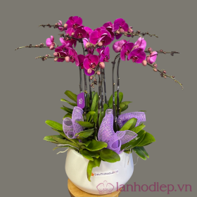 Chậu lan hồ điệp tím 5 cành