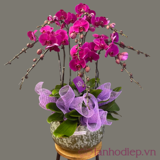lan ho diep tim 2