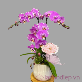 Chậu hồ điệp tím 3 cành