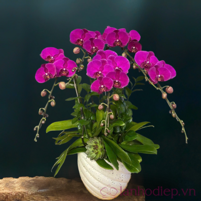 Chậu hoa lan hồ điệp màu tím 5 cành LHD-MT-5-CS-03 lan ho diep tim 5 canh 1