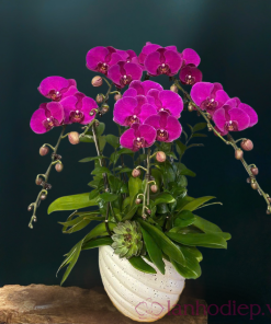 Chậu hoa lan hồ điệp màu tím 5 cành LHD-MT-5-CS-03 lan ho diep tim 5 canh