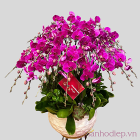 Chậu hồ điệp tím 15 cành