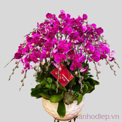 lan ho diep tim hoi nghi