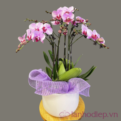Lan hồ điệp - quà sinh nhật lan ho diep tim hong