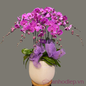 Chậu hồ điệp tím mang yêu thương