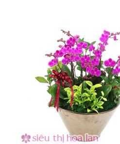 Lan hồ điệp tím mừng khai trương phát tài