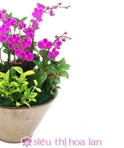 Lan hồ điệp tím mừng khai trương phát tài