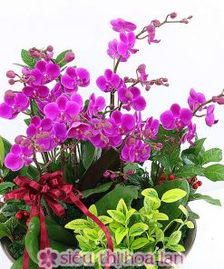 Lan hồ điệp tím mừng khai trương phát tài