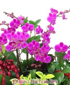 Lan hồ điệp tím mừng khai trương phát tài