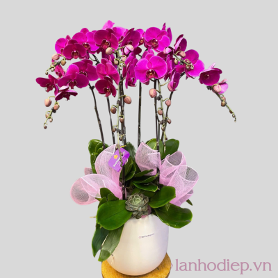 lan ho diep tim nu hoang 8c 2