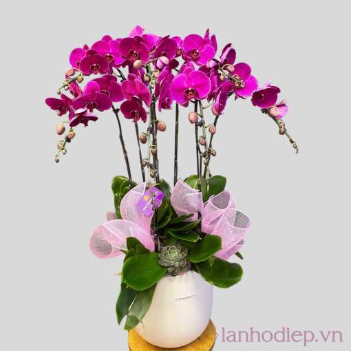 lan ho diep tim nu hoang 8c