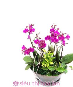 Chậu hoa lan hồ điệp màu tím 8 cành Lan hồ điệp tím tặng đối tác