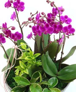 Chậu hoa lan hồ điệp màu tím 8 cành Lan hồ điệp tím tặng đối tác