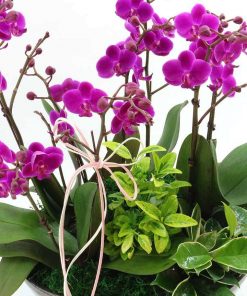 Chậu hoa lan hồ điệp màu tím 8 cành Lan hồ điệp tím tặng đối tác