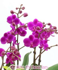 Chậu hoa lan hồ điệp màu tím 8 cành Lan hồ điệp tím tặng đối tác