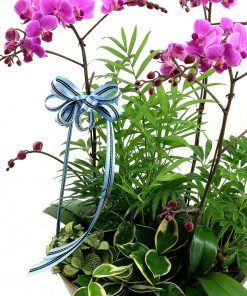 Lan hồ điệp 3 cành tặng người yêu