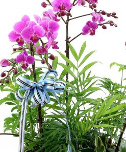 Lan hồ điệp 3 cành tặng người yêu