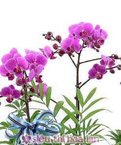 Lan hồ điệp 3 cành tặng người yêu