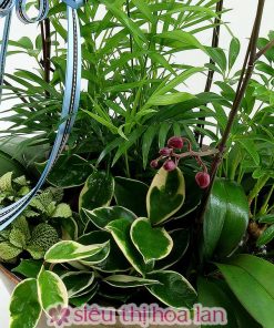 Lan hồ điệp 3 cành tặng người yêu