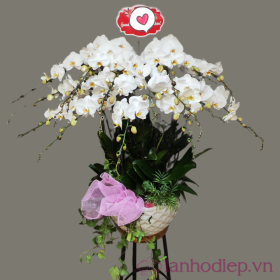 Chậu hoa lan hồ điệp trắng 13 cành