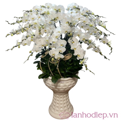 lan ho diep trang 29canh