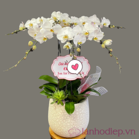 Chậu lan hồ điệp trắng- mong manh