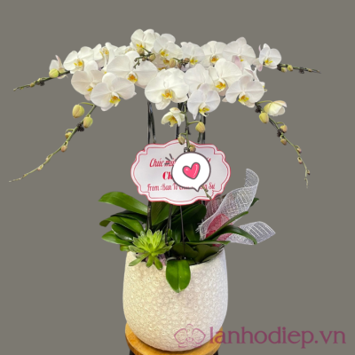 Chậu lan hồ điệp trắng- mong manh lan ho diep trang 5c 2