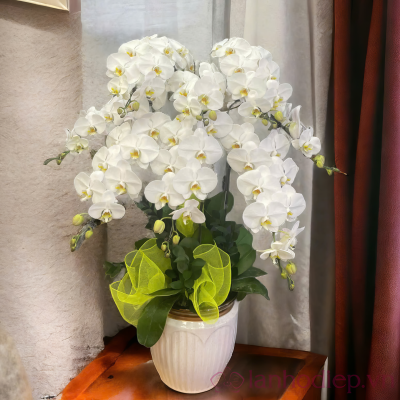 Chậu lan hồ điệp trắng phú quý lan ho diep trang 7c