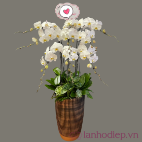 Chậu hoa lan hồ điệp trắng 9 cành