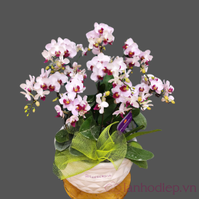 Lan hồ điệp – tình cha như núi thái sơn Lan hồ điệp – tình cha như núi thái sơn