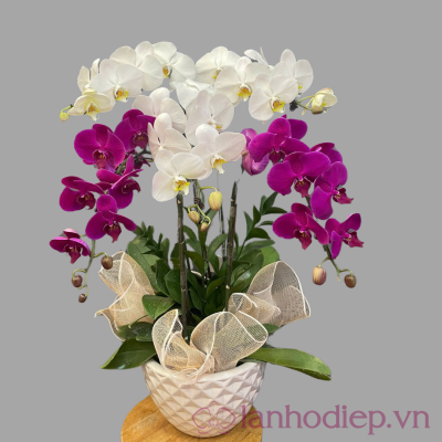 Lan hồ điệp trắng tím 5 cành lan ho diep trang tim 2 1