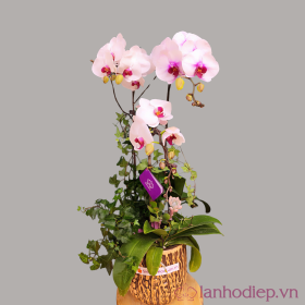 Chậu hồ điệp trắng má hồng Chậu hồ điệp trắng má hồng