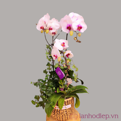 Chậu hồ điệp trắng má hồng lan ho diep trang tim 3c