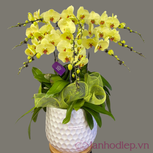 lan ho diep vang 10canh