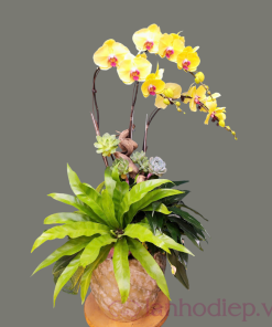 Chậu hồ điệp vàng mang theo nắng xuân