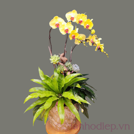 lan ho diep vang 3 canh