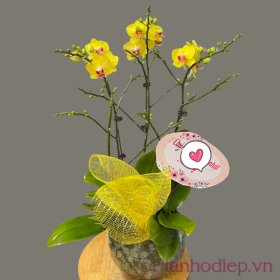 Chậu lan hồ điệp Tết thịnh vượng