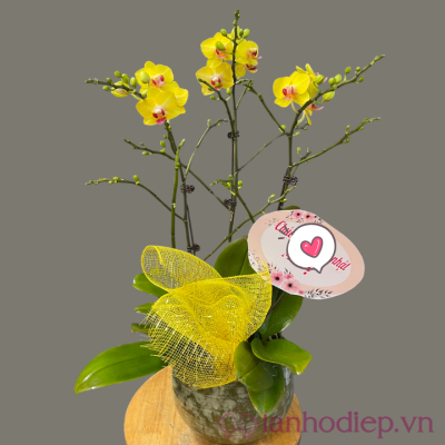 Chậu lan hồ điệp Tết thịnh vượng lan ho diep vang 3c
