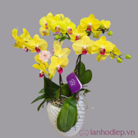 Chậu lan hồ điệp vàng chưng ngày tết Chậu lan hồ điệp vàng chưng ngày tết